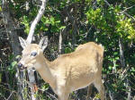 Endangered Key deer